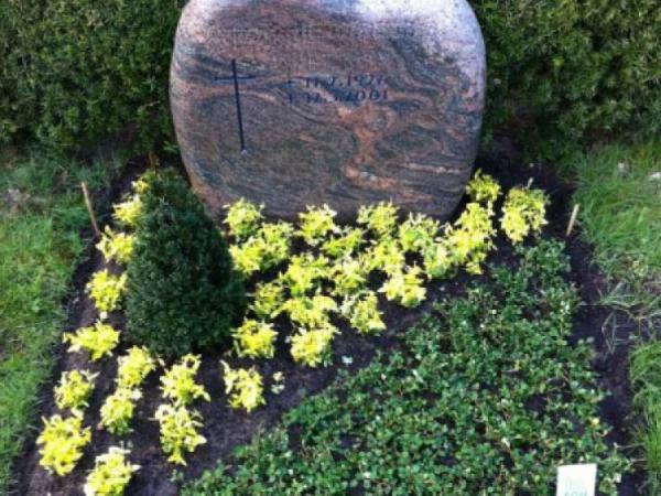 kriechspindel gelb cotoneaster frieders evergreen.jpg